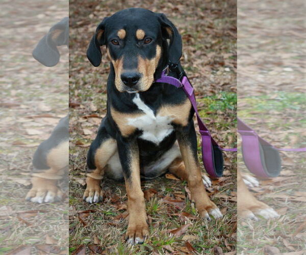 Medium Photo #2 Black and Tan Coonhound-Doberman Pinscher Mix Puppy For Sale in Attalka, AL, USA