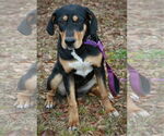 Small #1 Black and Tan Coonhound-Doberman Pinscher Mix