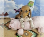 Image preview for Ad Listing. Nickname: Tucker