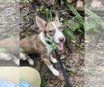 Small #1 Mutt