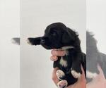 Small Photo #15 Portuguese Water Dog Puppy For Sale in RINGWOOD, NJ, USA