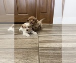 Small #20 Maltipoo