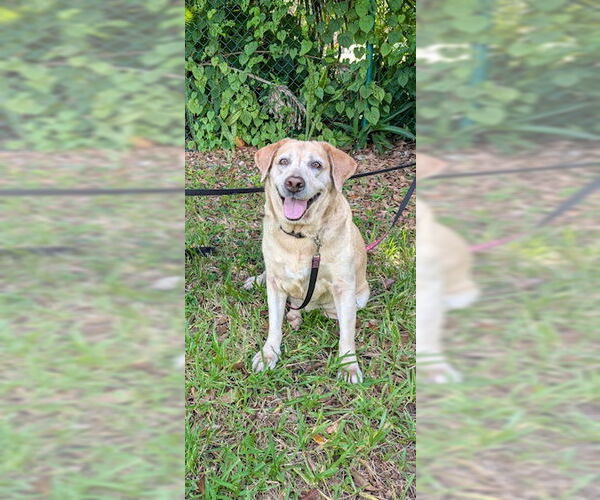 Medium Photo #4 Labrador Retriever Puppy For Sale in Weston, FL, USA