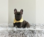 Small Photo #2 French Bulldog Puppy For Sale in REVERE, MA, USA