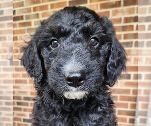 F2 Aussiedoodle Puppy for sale in COLUMBIA, TN, USA