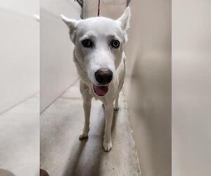 Siberian Husky-Unknown Mix Dogs for adoption in Temple, TX, USA