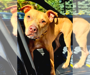 American Pit Bull Terrier-Unknown Mix Dogs for adoption in Brooklyn Center, MN, USA