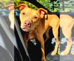 Koa - Female American Pit Bull Terrier-Unknown Mix Dog for Adoption - Small photo