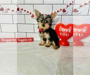 Yorkshire Terrier Puppy for sale in INDIANAPOLIS, IN, USA