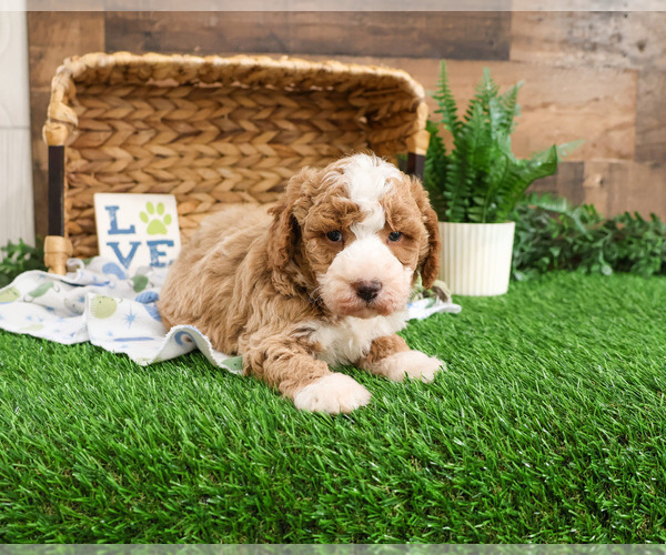 Medium Photo #10 Goldendoodle mix (+ Poodle Miniature) Puppy For Sale in SYRACUSE, IN, USA