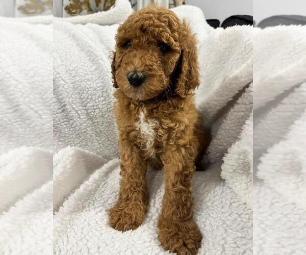 Medium Photo #6 Poodle (Standard) Puppy For Sale in CARTERET, NJ, USA