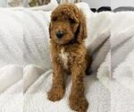 Small #5 Poodle (Standard)