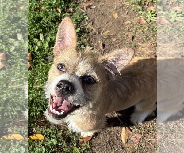 Medium Photo #7 Cairn Terrier-Unknown Mix Puppy For Sale in Clarkston, MI, USA