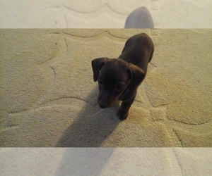 Dachshund Puppy for sale in FORT WALTON BEACH, FL, USA