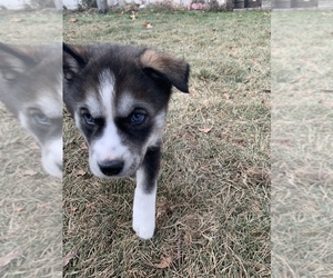 Goberian Puppy for sale in NAMPA, ID, USA