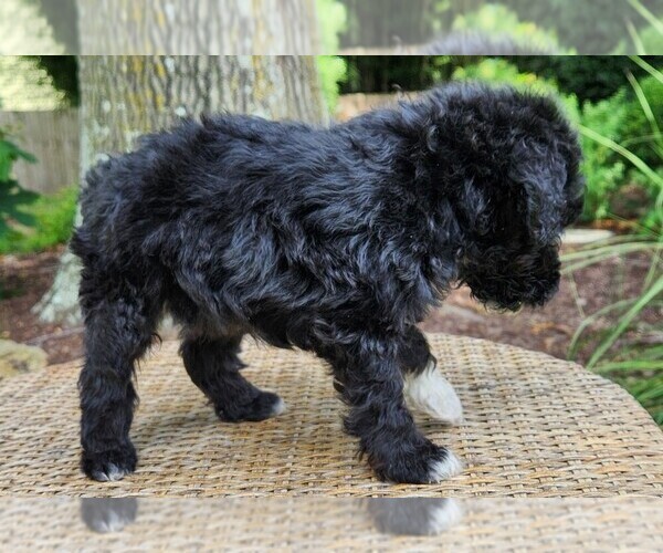 Medium Photo #8 Aussiedoodle Puppy For Sale in COLUMBIA, TN, USA