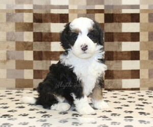 Bernedoodle (Miniature) Puppy for sale in DENVER, PA, USA