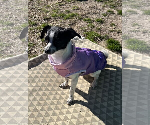 Medium Photo #5 Chihuahua-Unknown Mix Puppy For Sale in Holly Springs, NC, USA