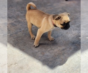 Frenchie Pug Puppy for sale in AFTON, WY, USA
