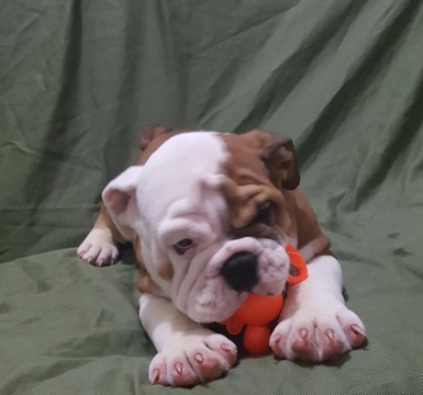 Medium Photo #1 English Bulldog Puppy For Sale in EAST HAVEN, CT, USA