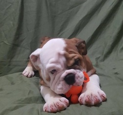 English Bulldog Puppy for sale in EAST HAVEN, CT, USA