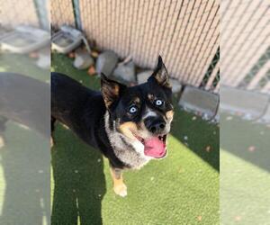 Siberian Husky-Unknown Mix Dogs for adoption in Chula Vista, CA, USA