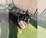 APOLLO - Male Siberian Husky-Unknown Mix Dog for Adoption - Small photo