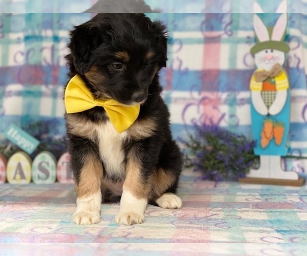 Medium Photo #3 Border Collie-Unknown Mix Puppy For Sale in LANCASTER, PA, USA