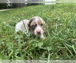 Dachshund Puppy for sale in MONONA, IA, USA