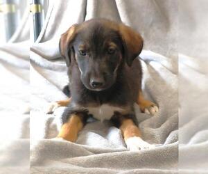 Mutt Dogs for adoption in Thief River Falls, MN, USA