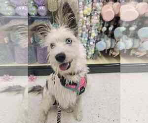 Siberian Husky-Unknown Mix Dogs for adoption in La Verne, CA, USA