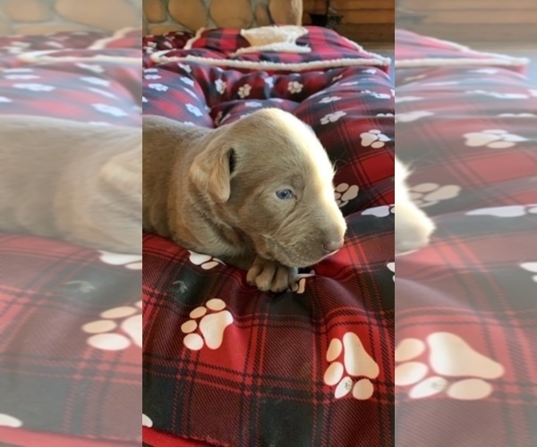 Medium Photo #17 Labrador Retriever Puppy For Sale in LEASBURG, MO, USA