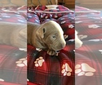Small #16 Labrador Retriever
