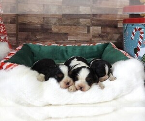 Cavalier King Charles Spaniel Puppy for Sale in CARLISLE, Kentucky USA