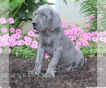 Small #1 Great Dane