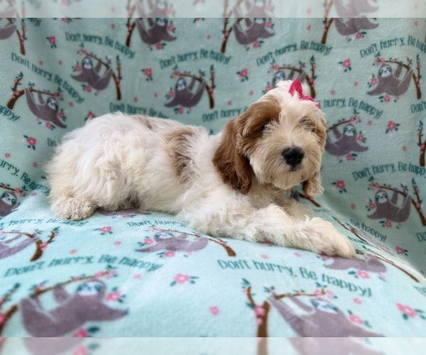Medium Photo #8 Cock-A-Poo Puppy For Sale in LAKELAND, FL, USA