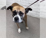 Small Boxer Mix