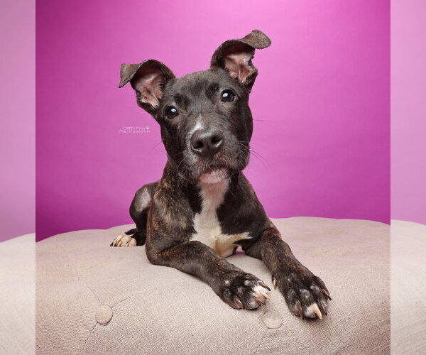 Medium Photo #3 Mutt Puppy For Sale in Alexandria, VA, USA