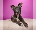 Small #2 Mutt