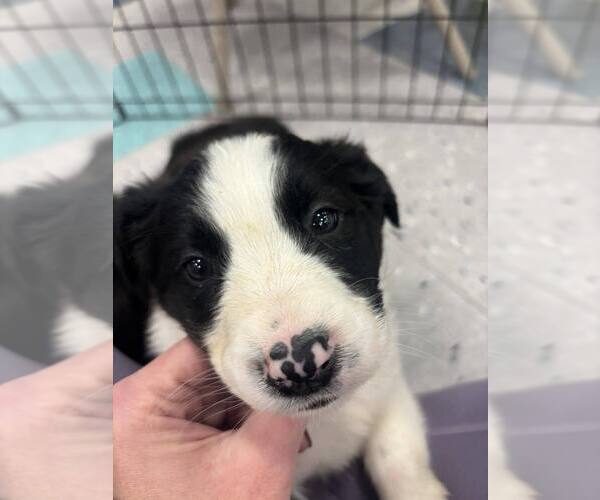 Medium Photo #1 Border Collie-Unknown Mix Puppy For Sale in Palatine/Kildeer/Buffalo grove, IL, USA