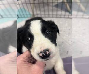 Border Collie-Unknown Mix Dogs for adoption in Palatine/Kildeer/Buffalo grove, IL, USA