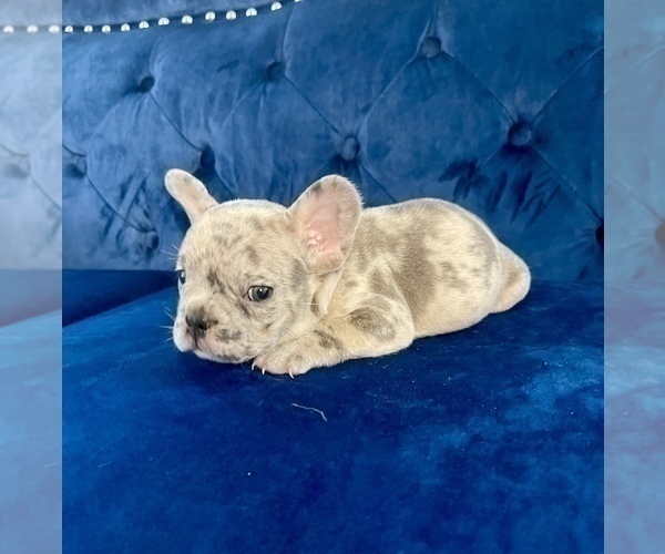 Medium Photo #55 French Bulldog Puppy For Sale in FORT LAUDERDALE, FL, USA