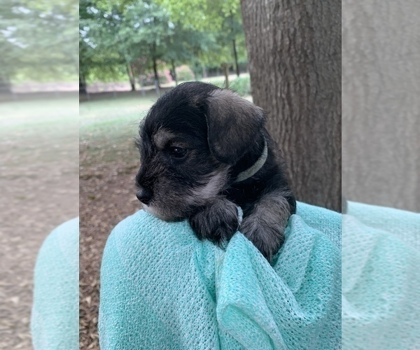Medium Photo #5 Schnauzer (Miniature) Puppy For Sale in WINTERVILLE, GA, USA