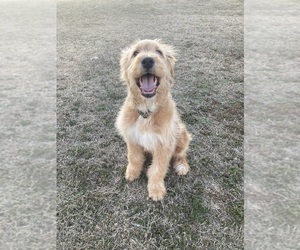 Goldendoodle Puppy for sale in HOMESTEAD, FL, USA