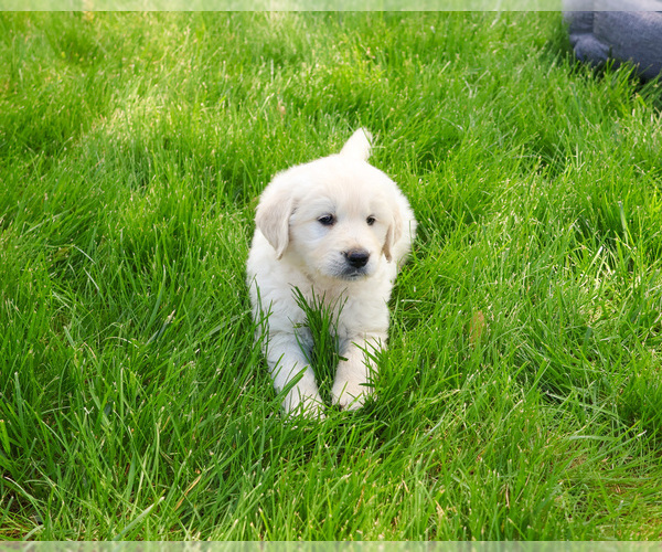 Medium Photo #4 English Cream Golden Retriever Puppy For Sale in SYRACUSE, IN, USA