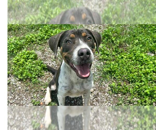 Medium Photo #5 Mutt Puppy For Sale in Abbeville, LA, USA