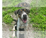 Small #4 Mutt