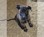 Puppy Green Belgian Malinois