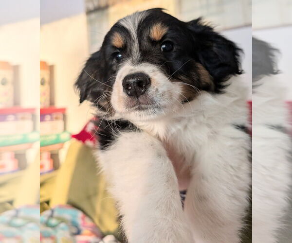 Medium Photo #3 Mutt Puppy For Sale in Brooklyn Center, MN, USA