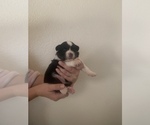 Small Photo #3 Australian Shepherd Puppy For Sale in PHELAN, CA, USA